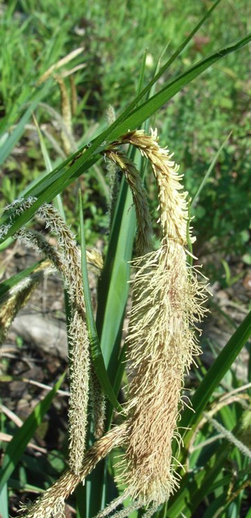 Carex pendula / Carice maggiore